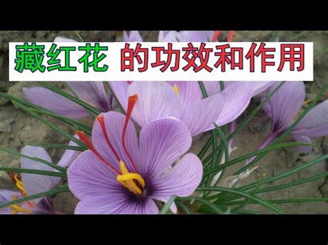 紅花禁忌